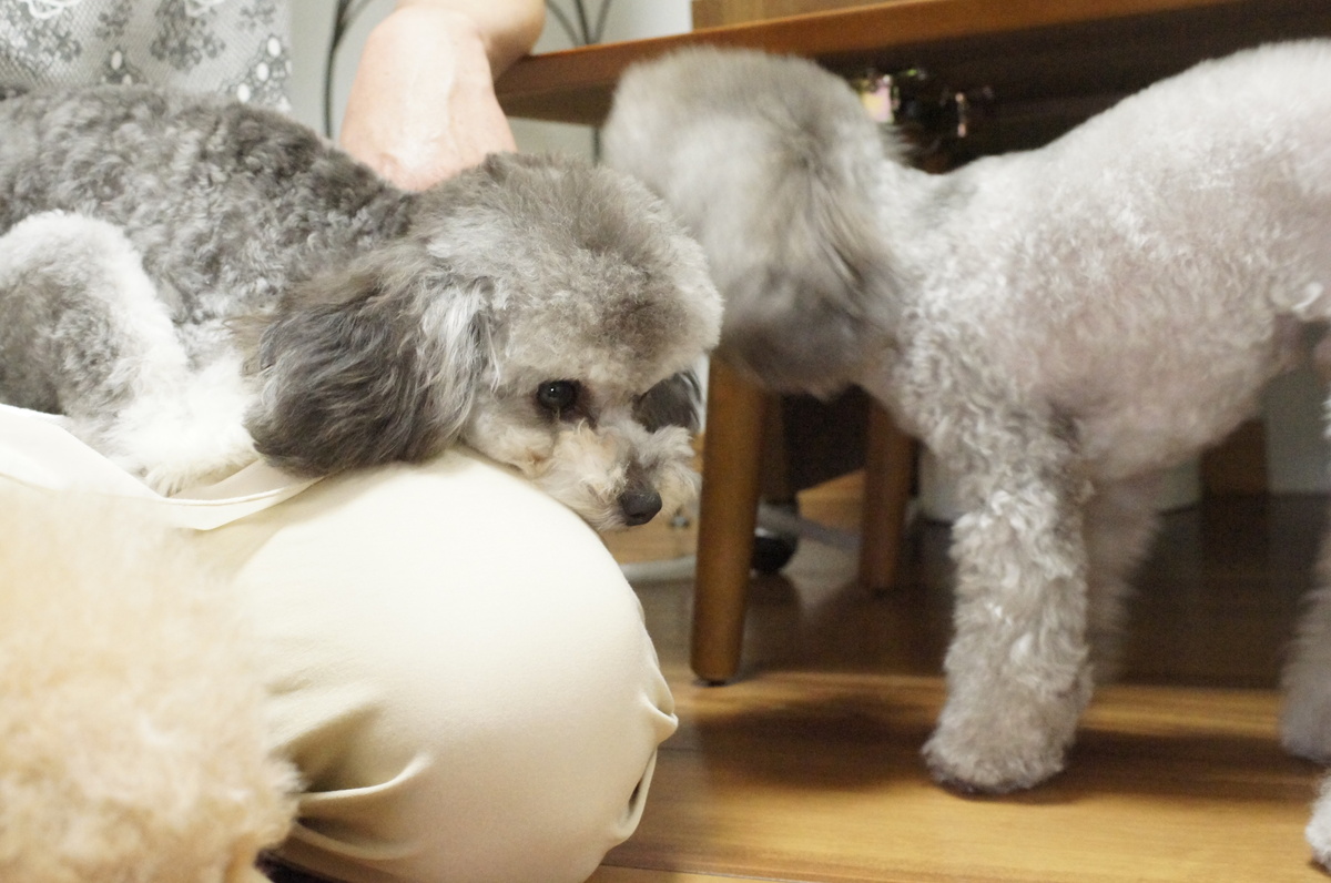 我が輩は犬である。名前は、、、