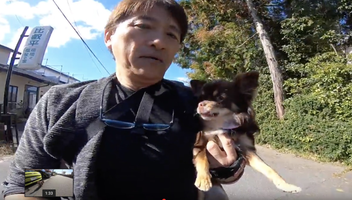 チワワのプクちゃん　今日でお里帰りホテル終わりです。