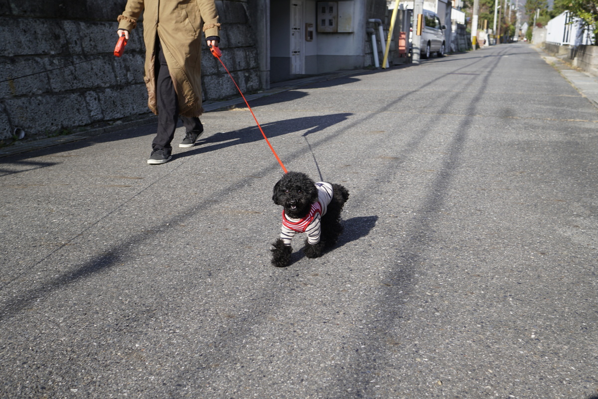 お里帰りホテルご利用のごんべちゃんのお散歩：ラッキーファミリー