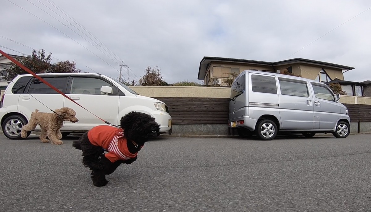 トトタンの比叡平散歩。嬉しいね！