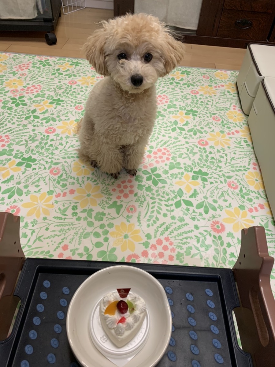 クッキーちゃんから１歳のお誕生日の写真が届きました！