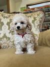 トイプードル　仔犬