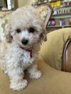 トイプードル　仔犬