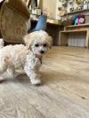 トイプードル　仔犬