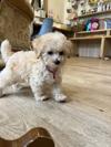 トイプードル　仔犬