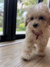 トイプードル　仔犬