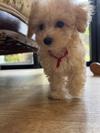 トイプードル　仔犬
