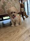トイプードル　仔犬