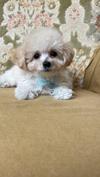 トイプードル　仔犬