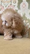 トイプードル　仔犬