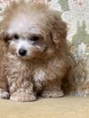 トイプードル　仔犬