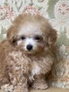 トイプードル　仔犬