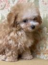 トイプードル　仔犬