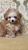トイプードル　仔犬