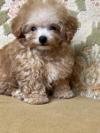 トイプードル　仔犬