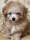 トイプードル　仔犬