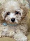 トイプードル　仔犬