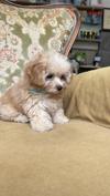 トイプードル　仔犬