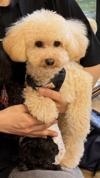 トイプードル　仔犬