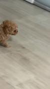 トイプードル　仔犬