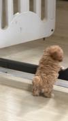 トイプードル　仔犬