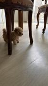トイプードル　仔犬