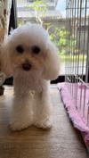 トイプードル　仔犬