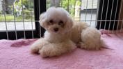トイプードル　仔犬