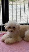 トイプードル　仔犬