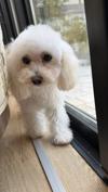 トイプードル　仔犬