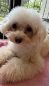 トイプードル　仔犬