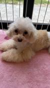 トイプードル　仔犬