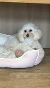 トイプードル　仔犬