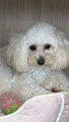 トイプードル　仔犬