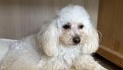トイプードル　仔犬