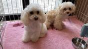 トイプードル　仔犬