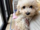 トイプードル　仔犬