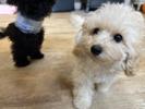 トイプードル　仔犬