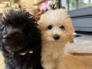 トイプードル　仔犬