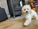 トイプードル　仔犬