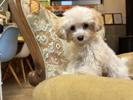 トイプードル　仔犬