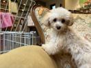 トイプードル　仔犬