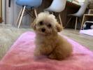 トイプードル　仔犬