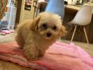 トイプードル　仔犬