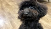トイプードル　仔犬