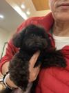トイプードル　仔犬