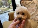 トイプードル　仔犬