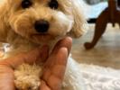 トイプードル　仔犬