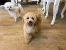 トイプードル　仔犬