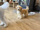 トイプードル　仔犬